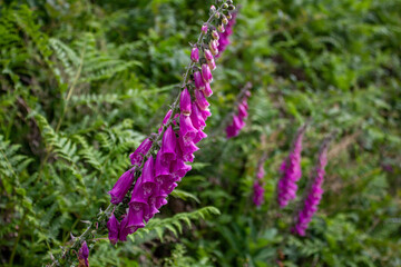 Digitalis purpurea in the mountains of Spain
