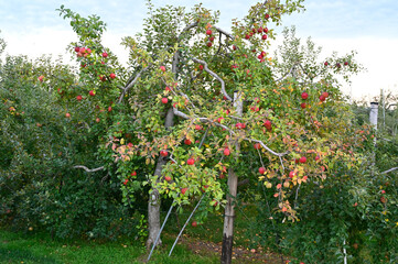 Fototapeta na wymiar リンゴの木