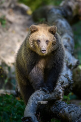 Obraz premium Baby cub wild Brown Bear (Ursus Arctos) on tree in the autumn forest. Animal in natural habitat