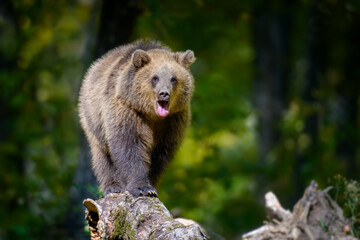 Baby cub wild Brown Bear (Ursus Arctos) on tree in the autumn forest. Animal in natural habitat