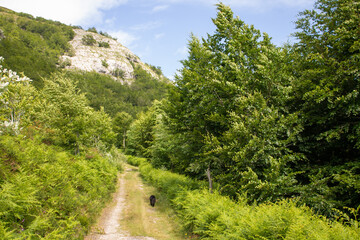 Forests and mountains in Espinosa, Spain