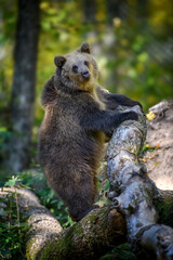 Obraz na płótnie Canvas Baby cub wild Brown Bear (Ursus Arctos) stand on tree in the autumn forest. Animal in natural habitat