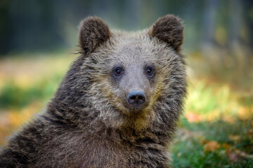 Obraz na płótnie Canvas Portrait baby cub wild Brown Bear in the autumn forest. Animal in natural habitat. Wildlife scene