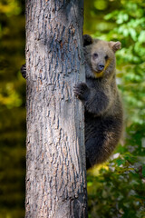 Wild Brown Bear leans against a tree in the autumn forest. Animal in natural habitat. Wildlife scene