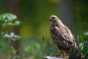 Common buzzard sitting on hemp. Danger animal in nature habitat