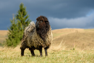 Mountain sheep grazing on pasture in autumn