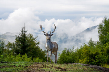 Fototapety  Deer on mountain background with clouds in mountain