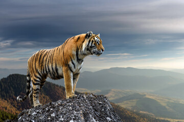 Tiger stands on a rock against the background of the evening mountain - Powered by Adobe
