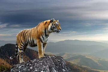 Tuinposter Tiger stands on a rock against the background of the evening mountain © byrdyak