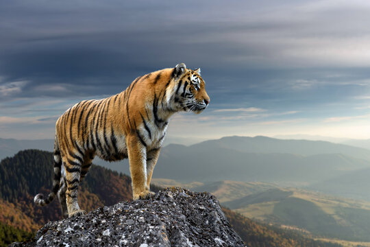 Tiger mountain deals