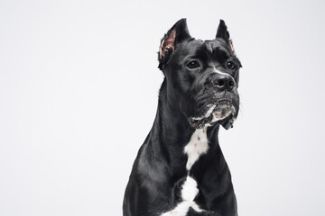 Head shot of purebred black staffordshire bullterrier doggy