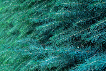 Coniferous leaves