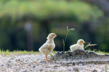 昼の公園の芝生で元気で遊んでいるヒヨコの姿