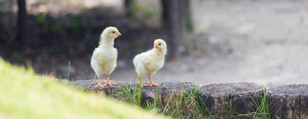 昼の公園の芝生で元気で遊んでいるヒヨコの姿 © zheng qiang