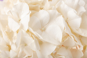 texture of beautiful hydrangea flower as background