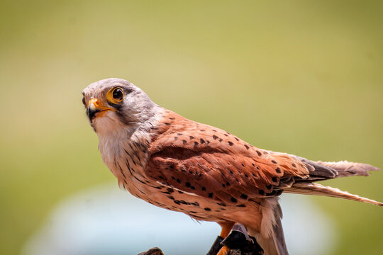 Halc&oacute;n esperando a su presa