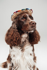 Headshot of english springer dog with colorful straw hat