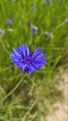 blue flowers in the garden