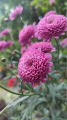 pink and yellow flower