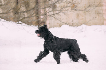 Funny Young Black Giant Schnauzer Or Riesenschnauzer Dog Walking Outdoor In Snow Snowdrift At Winter Snowy Day. Playful Pet Outdoors