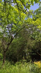 forest in the morning