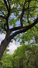 trees in the forest