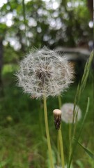 dandelion in the wind