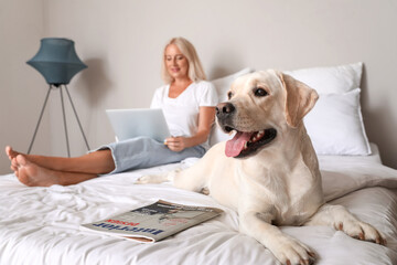 Cute Labrador dog lying on bed