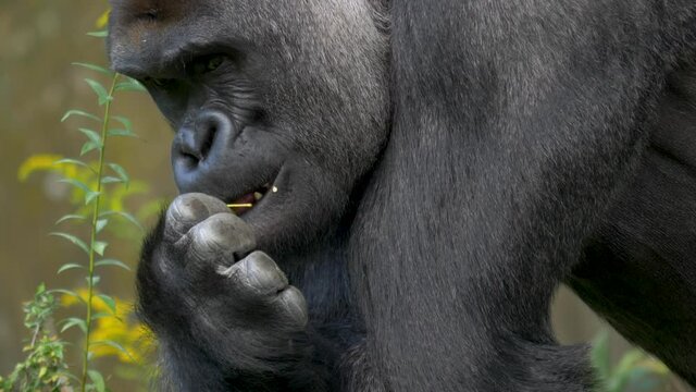 Western lowland gorilla slowly making eye contact while eating a flower, close up portrait.
