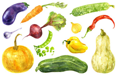 Set of garden vegetables. Hand drawn watercolor illustration