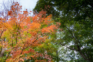 サトウカエデの紅葉