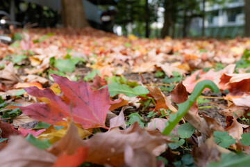 サトウカエデの紅葉
