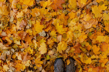 Falling autumn leafs red and orange. Autumn background	
