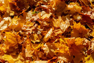 Falling autumn leafs red and orange. Autumn background	
