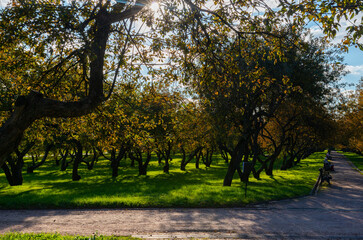 Autumn city park, octomber