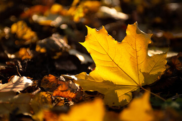Atumumn yellow leaf. One falling leaf on the covered leafs land. Close up leaf, sunny octomber day