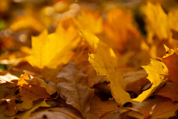 Atumumn yellow leaf. One falling leaf on the covered leafs land. Close up leaf, sunny octomber day