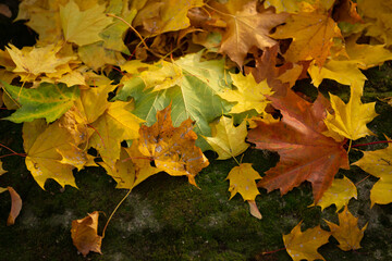 Falling autumn leafs red and orange. Autumn background