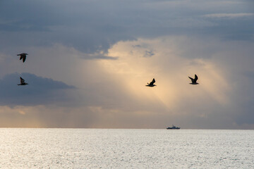 Seagull fly on the beach in Black sea