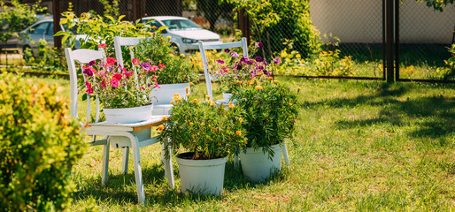 Fototapeta na wymiar Decorative Wooden Chairs Equipped Basket Flowers Garden In Sunny Summer Day. Summer Flower Bed With Petunias. Landscaping, Garden Decor. Panorama. Panoramic View