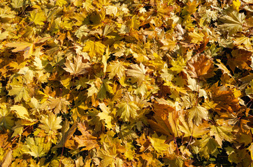 Yellow leaves on the ground. Autumn foliage. Golden autumn