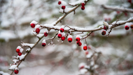 Fototapeta na wymiar red berries in snow