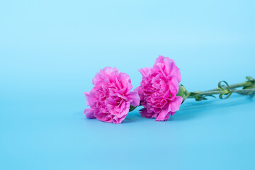 Two pink carnation flowers on a blue background. Symbol of sorrow