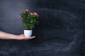 Man holding a pot with a rose on the background of a chalk board, Copy space
