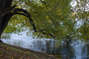 Fototapeta premium Lake in the forest surrounded by trees. Forest reservoir. Golden autumn near the water. Yellow leaves on the trees.