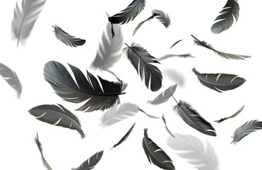 Abstract Black Bird Feathers Floating on White Background	