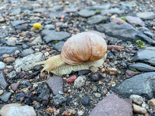 Burgundy snail