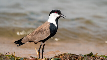 Birds by the Nile