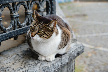 The cat is resting on a concrete parapet.