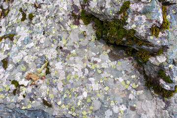 green moss background texture beautiful in nature